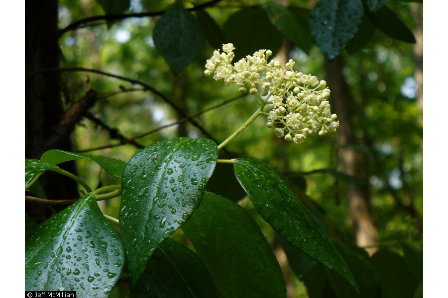 Decumaria 'Barbara Ann'